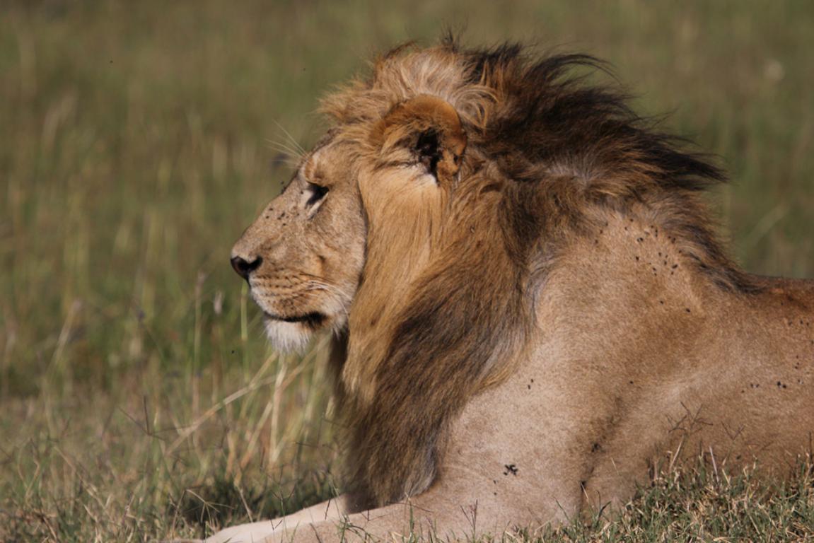Lion, Masai Mara