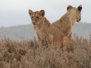 safari sur mesure kenya